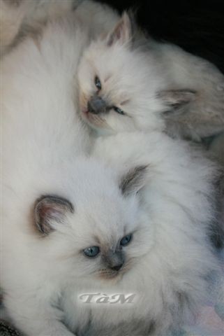 Ragdoll à Malice